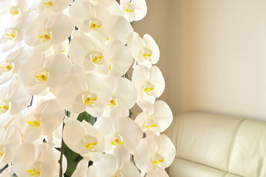リビングルーム内の美しい白い胡蝶蘭（こちょうらん）の花および白いソファー