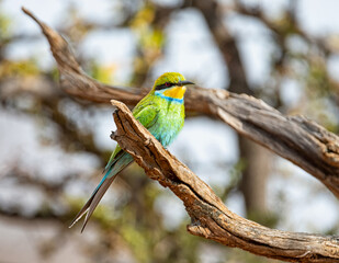 Fototapeta premium Swallow-tailed Bee-eater