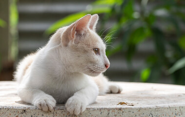 White cat (thai cat) lying on the marble table