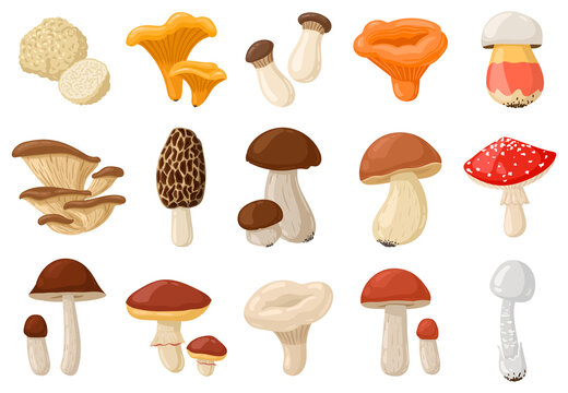 Cartoon mushrooms. Poisonous and edible mushroom, chanterelle, cep, amanita and truffle isolated vector illustration set. Forest wild mushrooms types