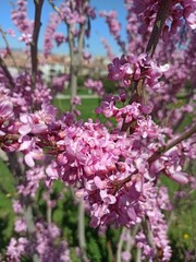 Purple flowers in nature
