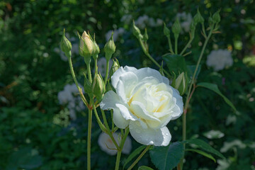 光に当たる白いバラ