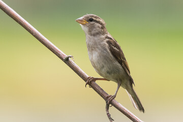 Female house sparrow sits on a branch