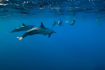 Dolphins family swimming in Indian ocean near Mauritius