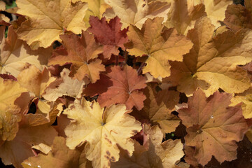 茶色い葉っぱの絨毯