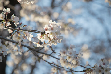 青空に透けるサクラ