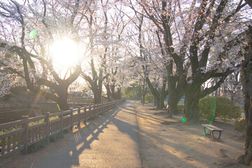 春の光差す公園の桜並木