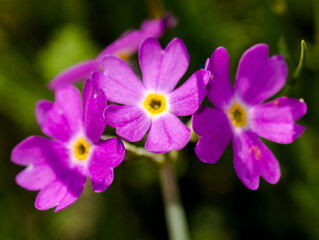 Bouquet de primevères au Grand-Bornand, Haute-Savoie, France
