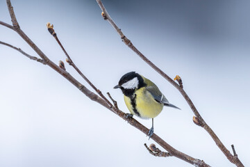 Great Tit (Parus major)