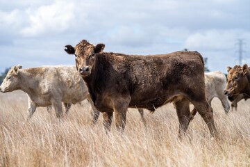 Murray grey and angus cattle grazing in summer.