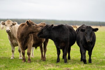 Murray grey and angus cattle grazing in summer.