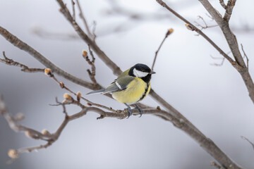 Great Tit (Parus major)