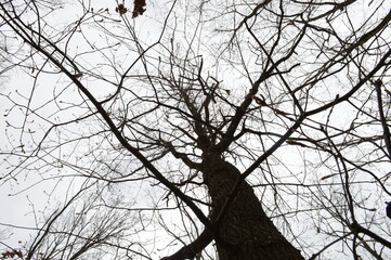 tops of oak trees in cloudy weather