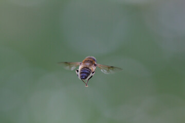 Biene im freien Flug