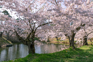 Obraz na płótnie Canvas 弘前市　弘前公園の満開の桜