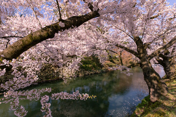 弘前市　弘前公園の満開の桜