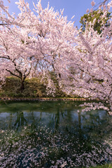 Obraz na płótnie Canvas 弘前市　弘前公園の満開の桜