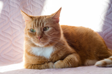 Fototapeta na wymiar Red Cat. Beautiful domestic red cat. The cat is clean healthy groomed.