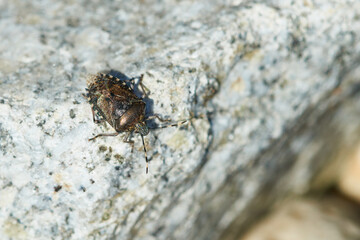 Graue Gartenwanze (Rhaphigaster nebulosa)