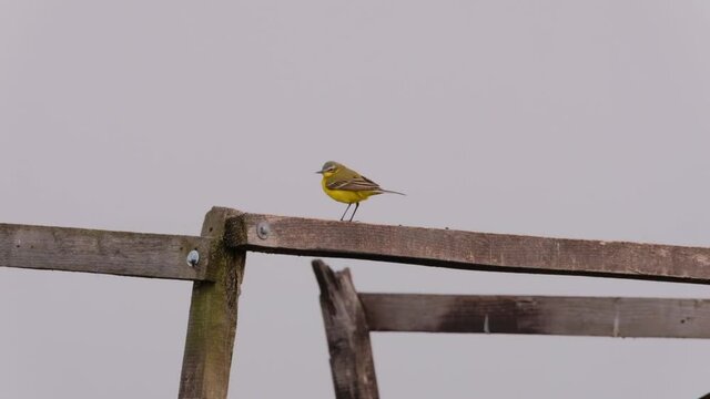 Western yellow wagtail - Motacilla flava