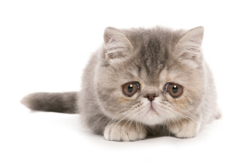 Silver Tabby exotic shorthair kitten