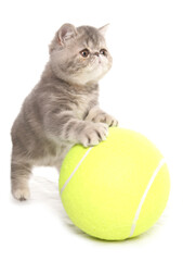 exotic shorthair kitten with tennis ball