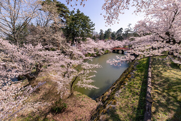 弘前市　弘前公園の満開の桜