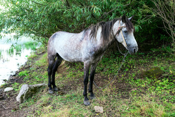 Dapple Gray Horse standing at the Riverside