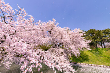 弘前市　弘前公園の満開の桜