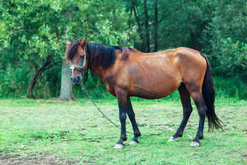 Naklejka na ściany i meble Brown horse with chains. Domestic horse looking at the camera