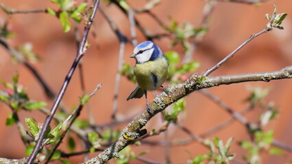Blaumeise auf einem blühenden Apfelbaumzweig