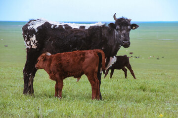 Cow with calf in the field