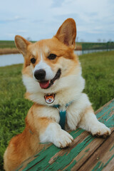 beautiful corgi dog relaxing in nature