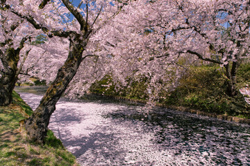 Fototapeta premium 弘前市 弘前公園の満開の桜