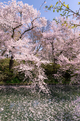 Fototapeta premium 弘前市 弘前公園の満開の桜
