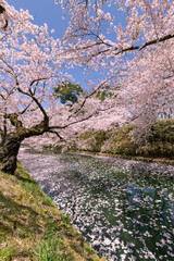 弘前市　弘前公園の満開の桜
