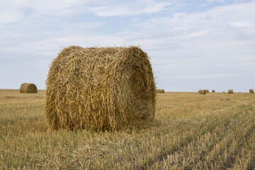 A huge bale of hay in a field. A haystack for livestock feed against a blue sky. Mown dry grass (hay) in a farmer's field.