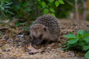 Beautiful dwarf hedgehogs foraging and has leaves around, Erinaceus europaeus, European hedgehog or common hedgehog.
