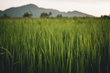 rice field in the morning