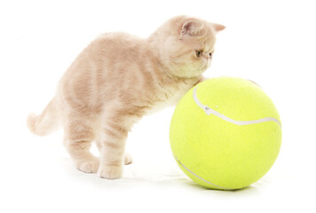 exotic shorthair kitten with tennis ball