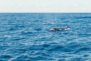 Fototapeta premium Humpback whale in the Atlantic Ocean