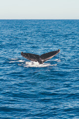Fototapeta premium Humpback whale in the Atlantic Ocean