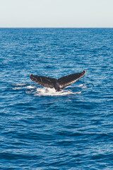 Humpback whale in the Atlantic Ocean