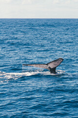 Humpback whale in the Atlantic Ocean