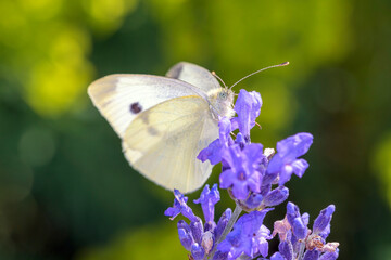 Large White Butterfly - Pieris brassicae - on Salvia farinacea, the mealy sage or mealycup sage
