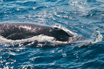 Fototapeta premium Humpback whale in the Atlantic Ocean