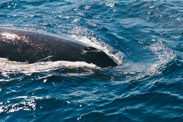 Fototapeta premium Humpback whale in the Atlantic Ocean