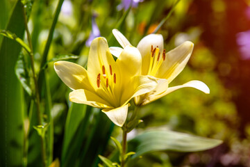  yellow lilys bloom in the botanical garden
