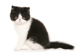 black and white exotic shorthair kitten