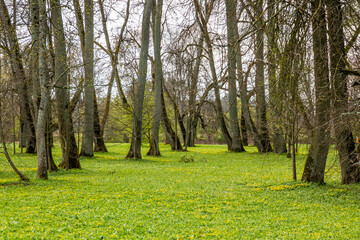 Spring scene in a park with very old linden trees and yellow blooming flowers in Nagelmuiza in Latvia